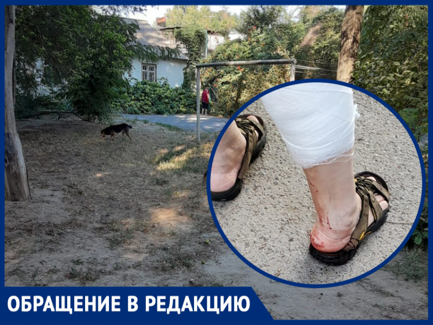 Бездомная собака укусила пенсионерку в Волгодонске в районе старого рынка