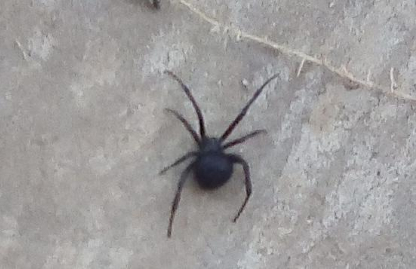 Смертельно-опасного паука нашла женщина во дворе дома в Волгодонске 