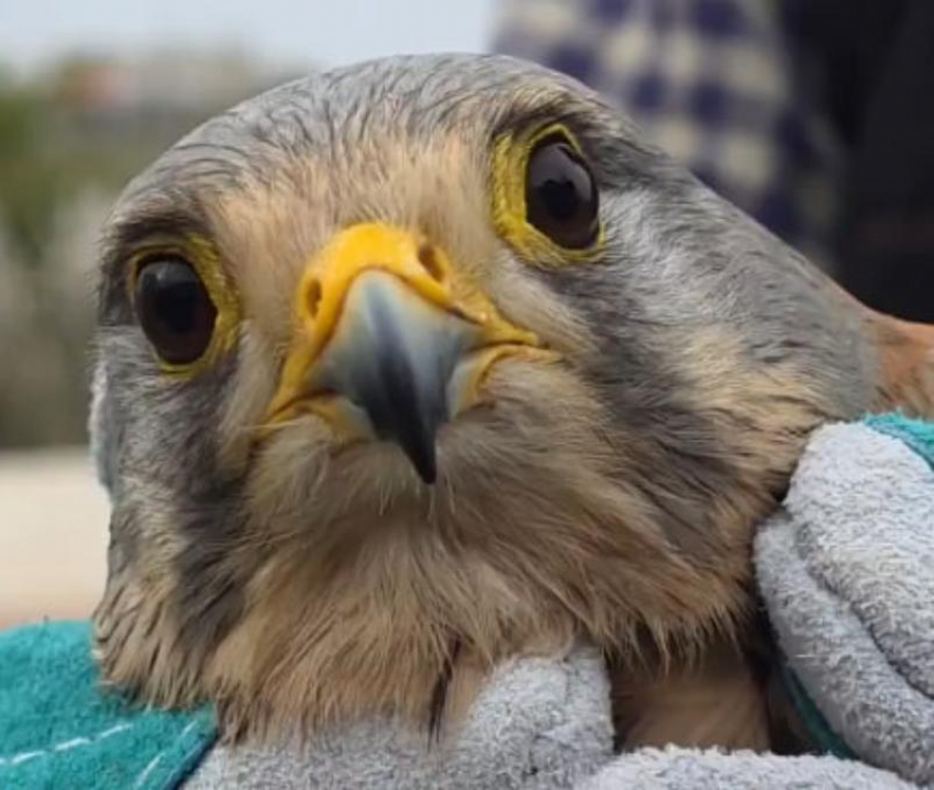 Пустельгу Тошку с раненным крылом спасли волгодонские атомщики 