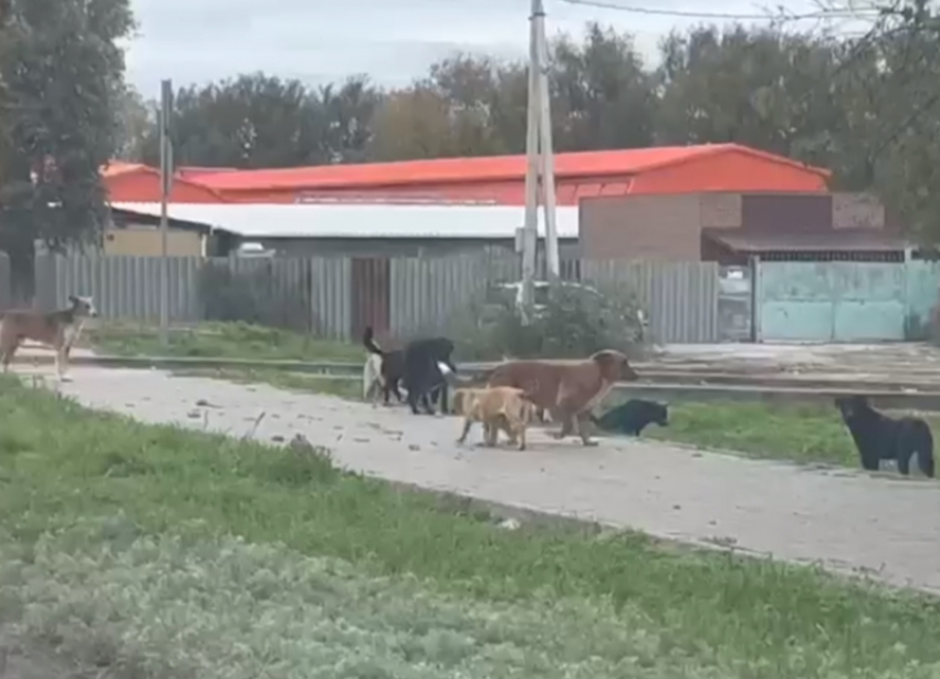 Порядка двухсот бездомных собак было отловлено в Волгодонске в этом году 