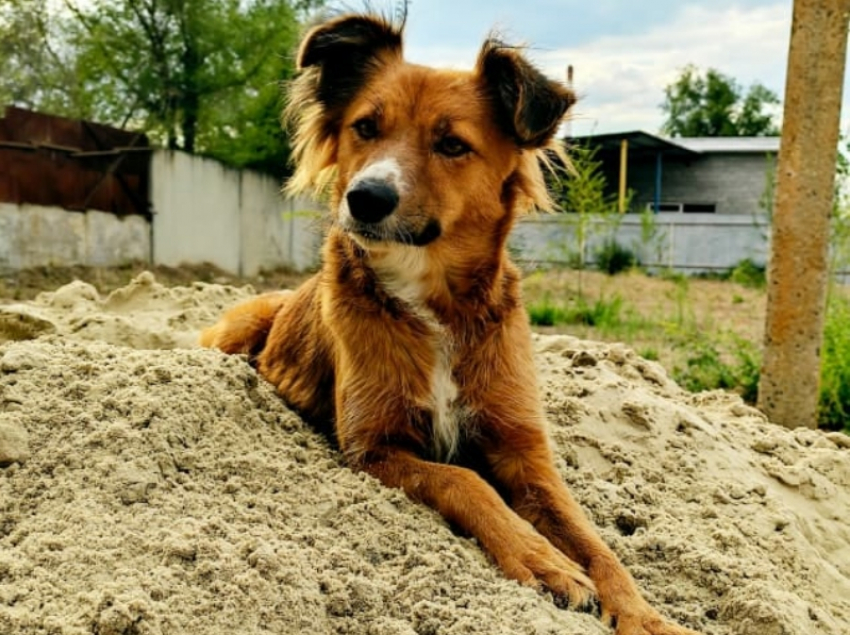 В Волгодонске собака сама нашла Центр временной передержки животных и осталась там жить