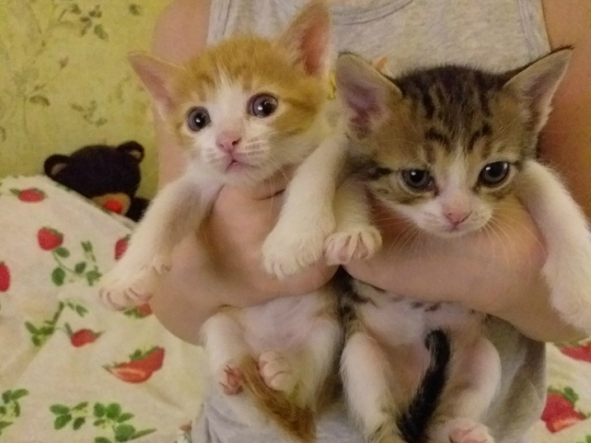 Крошечные котята, родившиеся в подъезде, ищут дом в Волгодонске 