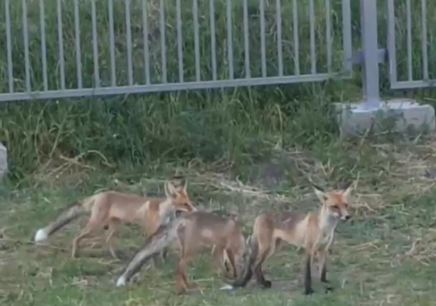 Три лисицы пришли посмотреть на новую школу в квартале В-9 