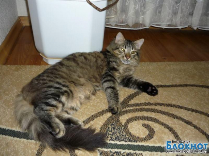 Кефир - 68-й участник конкурса «Самый красивый кот Волгодонска»