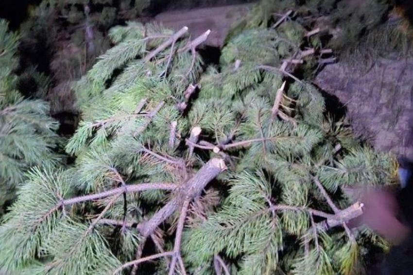 Перед Новым годом на Дону усилили контроль за вырубкой хвойных деревьев 