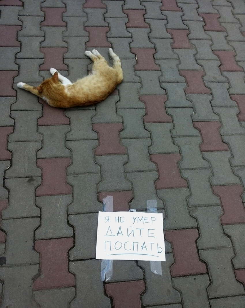 В Волгодонске появились переводчики с кошачьего на русский