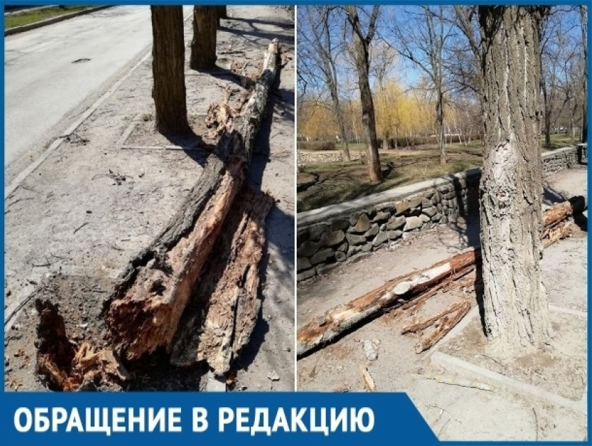 Повезло, что никого не убило, - волгодонцы об упавшем дереве в районе парка Победы