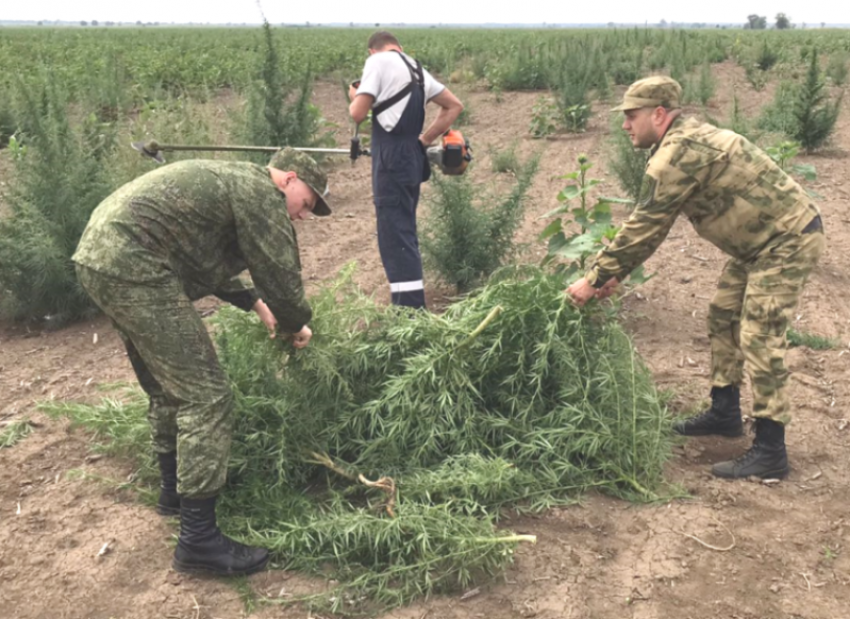 770 кустов конопли весом 380 килограммов скосили в черте Волгодонска