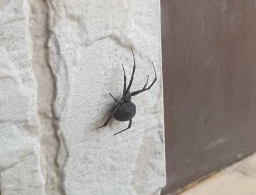 В старой части Волгодонска обнаружен смертельно опасный паук