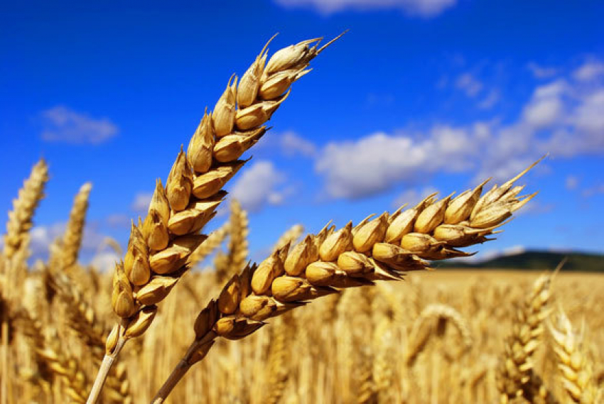 Из Волгодонска в Кению отправлена первая партия пшеницы