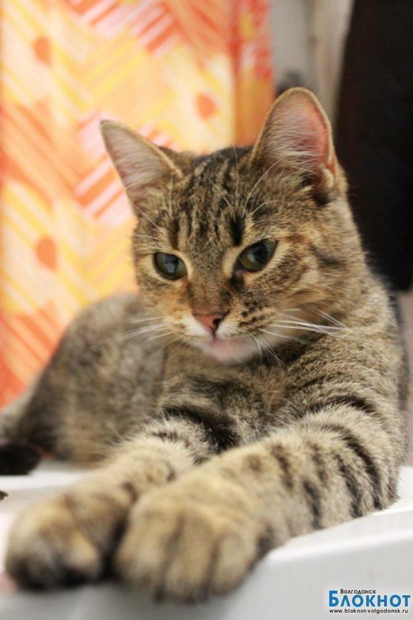 Мурый - первый участник  конкурса «Самый красивый кот Волгодонска»