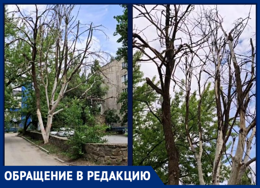 «Все в крестах»: сухое разлапистое дерево угрожает прохожим