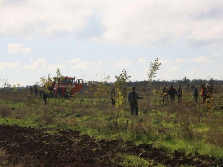 День древонасаждения пройдет в Волгодонске