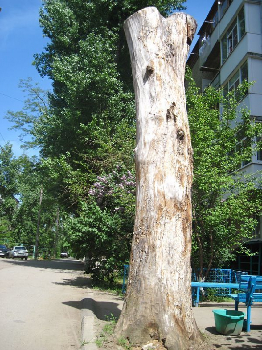 Уродливый деревянный огрызок портит вид одного из волгодонских дворов