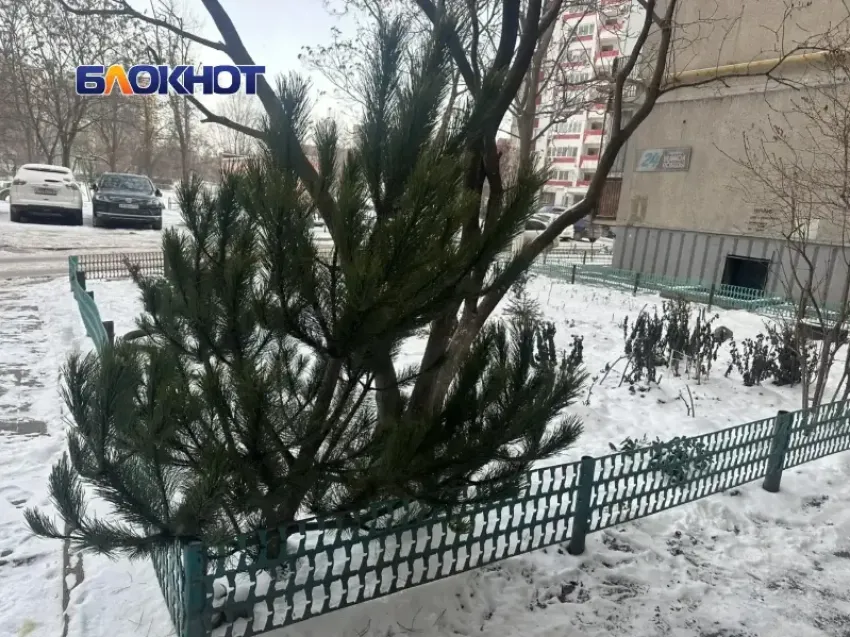 «Елкопад» в Волгодонске: как попрощаться с новогодним деревом и не получить штраф