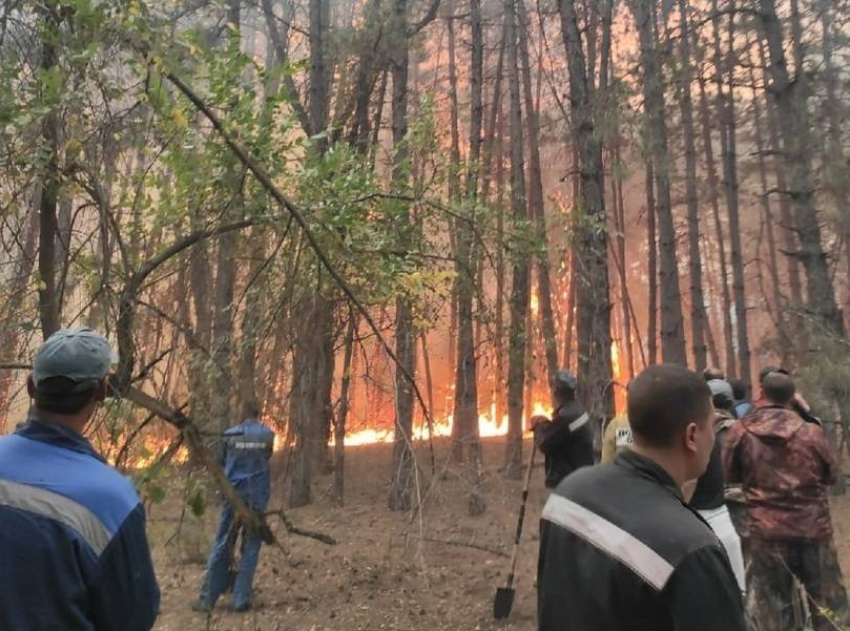 Причиной катастрофического лесного пожара под Цимлянском стал угнанный автомобиль