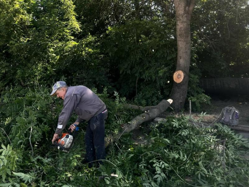 100 деревьев спилит в городе Водоканал для ремонта водоводов