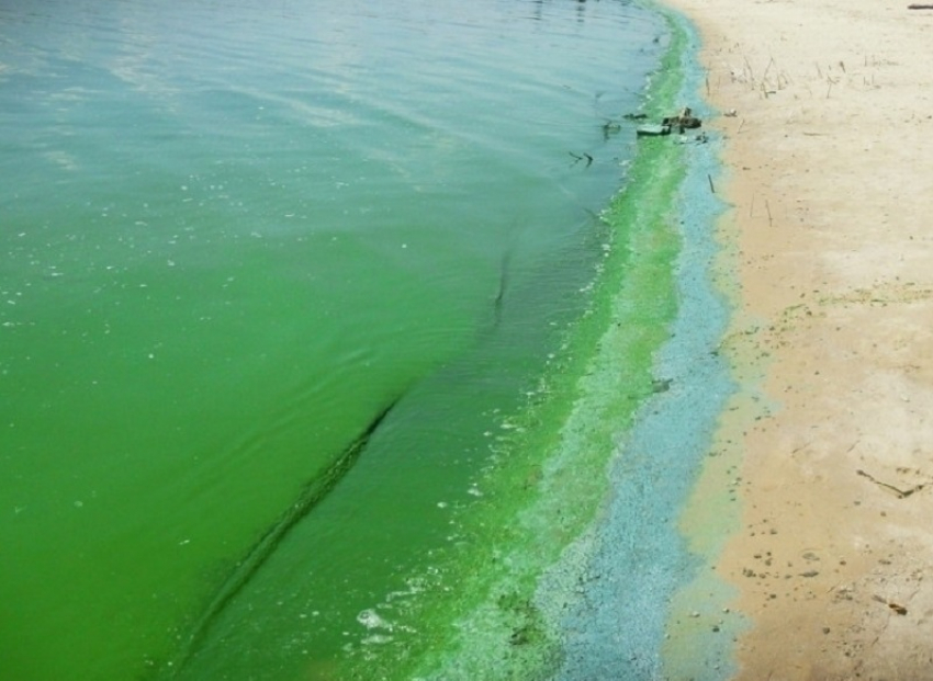 Ученые назовут степень ядовитости сероводородного ила со дна Цимлянского водохранилища
