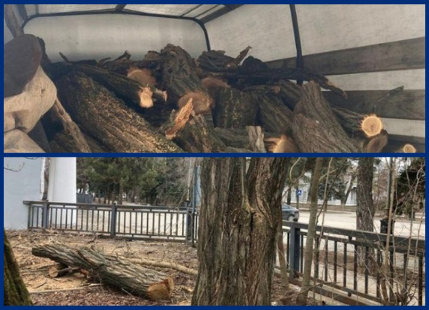 Незаконный спил деревьев зафиксировали в Волгодонске в сквере «Юность»