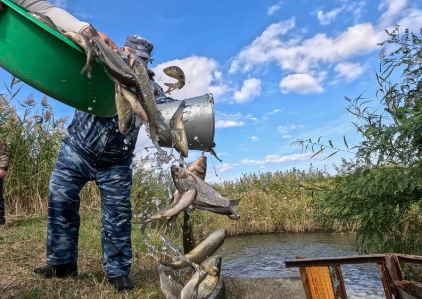 Миллион рыб-камышеедов выпустили атомщики в Цимлянское море