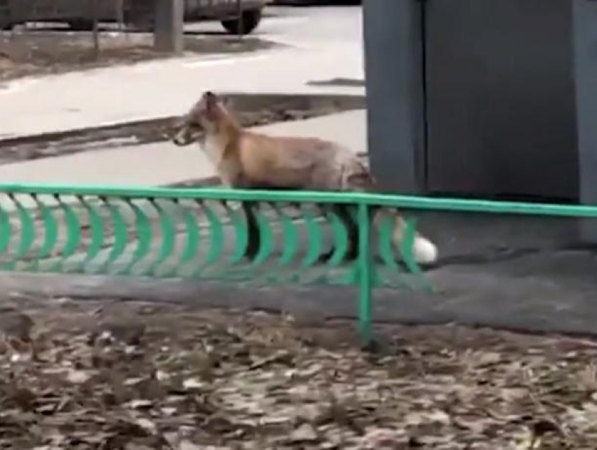 Испуганная лиса, разгуливающая в старой части Волгодонска возле школы №5, попала на видео