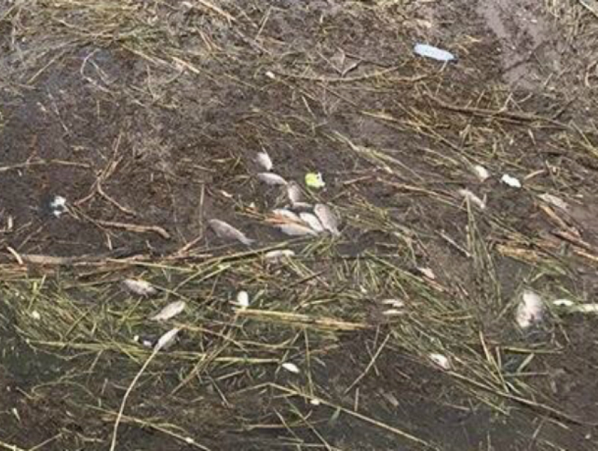 Большое количество мертвой рыбы в Цимлянском водохранилище зафиксировали на фото жители Волгодонска