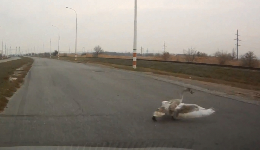 Вальяжный пернатый удивил водителей на Жуковском шоссе в Волгодонске
