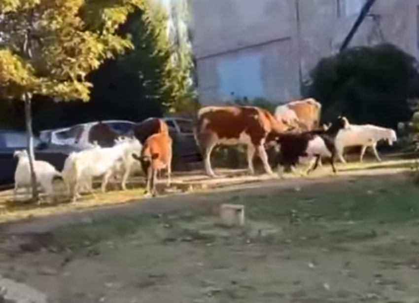Огромное стадо коров и коз заметили на проходной химзавода в Волгодонске