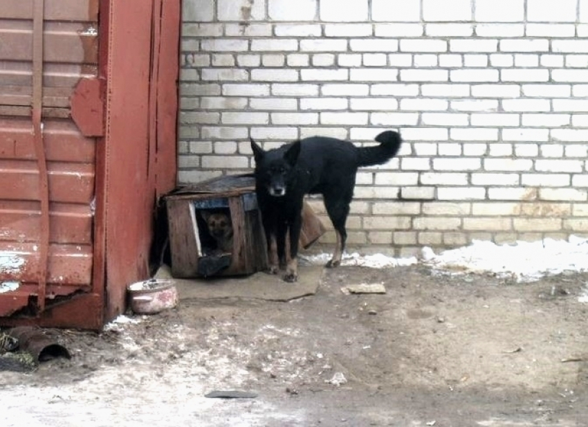 В Волгодонске большой черный пес кидается на людей возле детской площадки