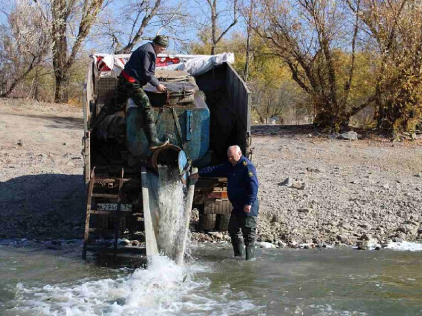 В Цимлянское водохранилище выпустили новое поколение сазанов