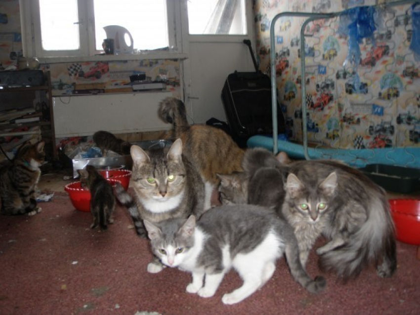 За излишнюю любовь к кошкам волгодончанка заплатит штраф