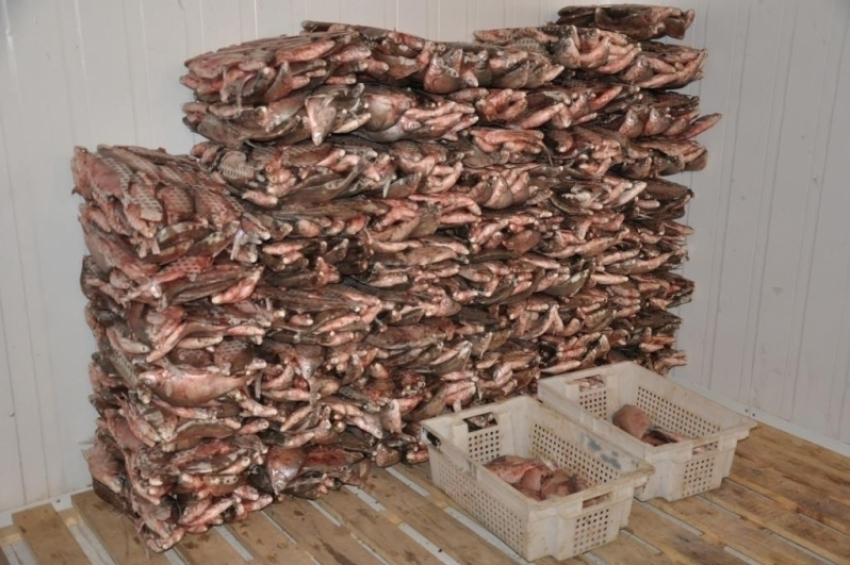 В Цимлянском районе нашли 22 тонны опасной для здоровья рыбы