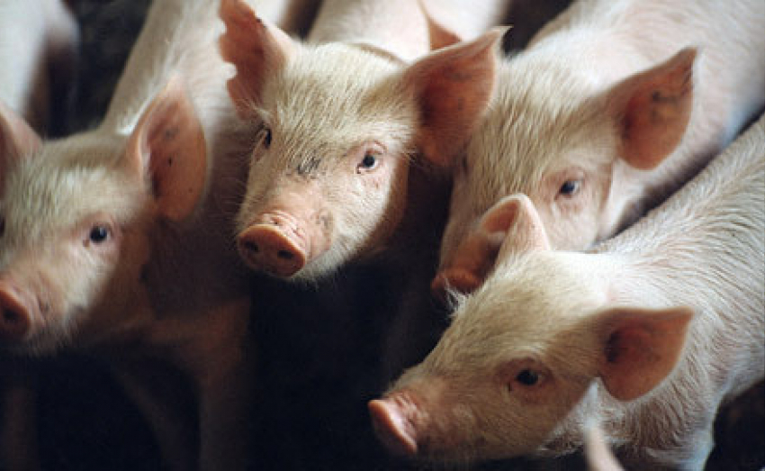 Под Волгодонском зафиксировали очаг африканской чумы свиней 