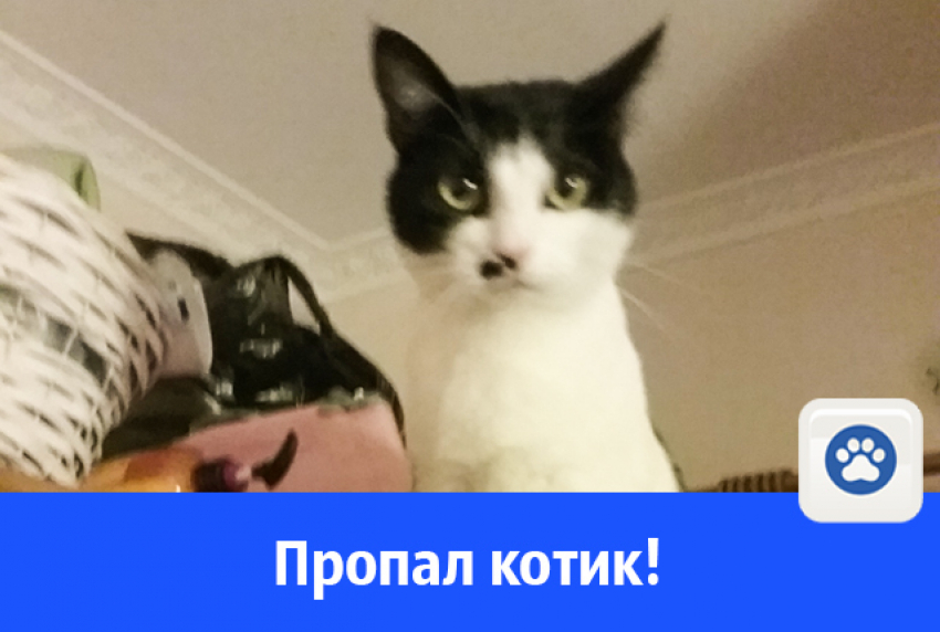В Волгодонске разыскивают кота 
