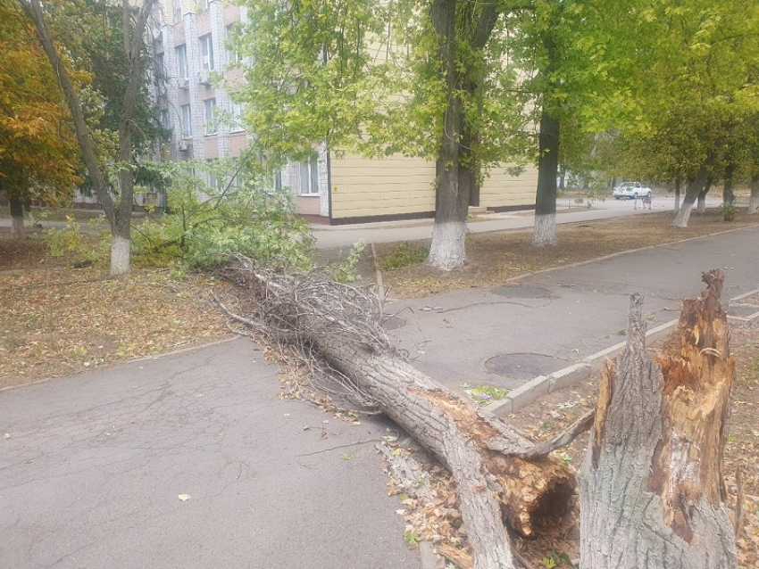 До 80 км/ч и выше: сильный ветер крушит и валит деревья по всему Волгодонску