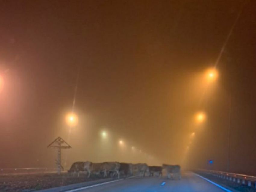 Пасмурно и временами туманно: грустная осенняя погода ожидается в Волгодонске в четверг