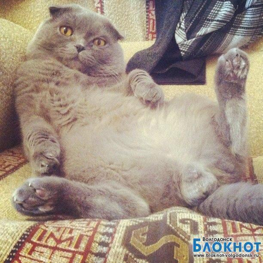 Алекс — двадцать первый участник конкурса «Самый красивый кот Волгодонска»
