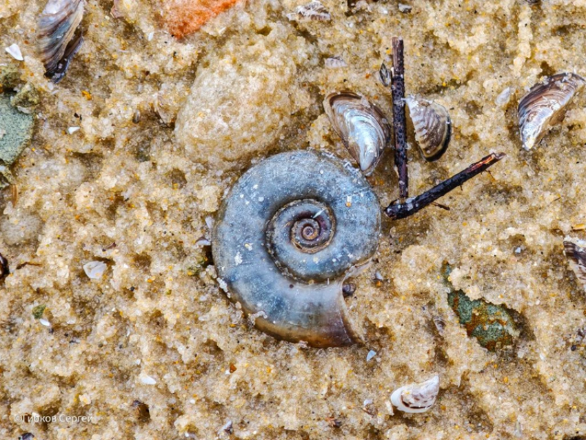 Раковину сидячеглазой улитки обнаружили на берегу Цимлянского водохранилища 