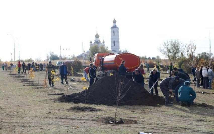 Волгодонцам напомнили о порядке обращения с зелеными насаждениями