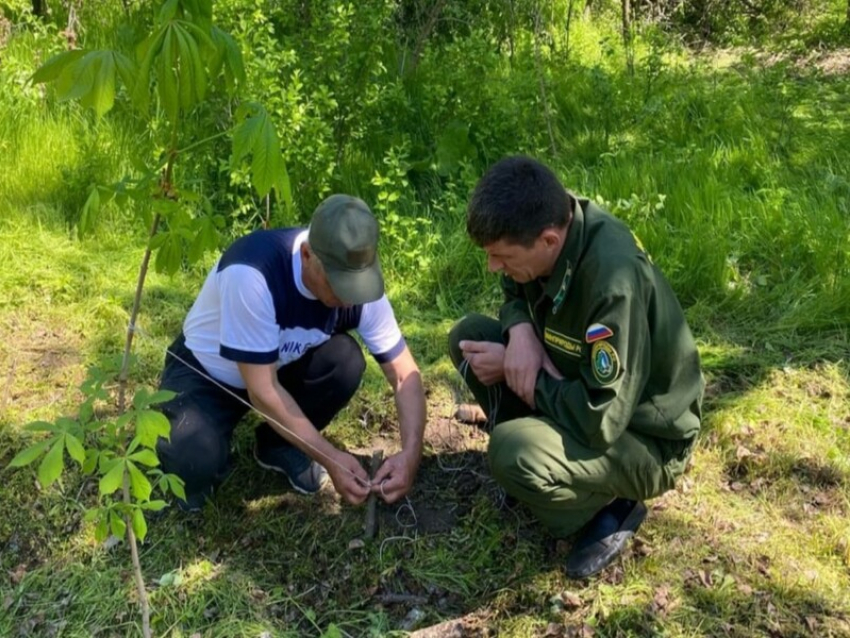 Волгодонское и Романовское лесничества приняли участие в патриотических акциях