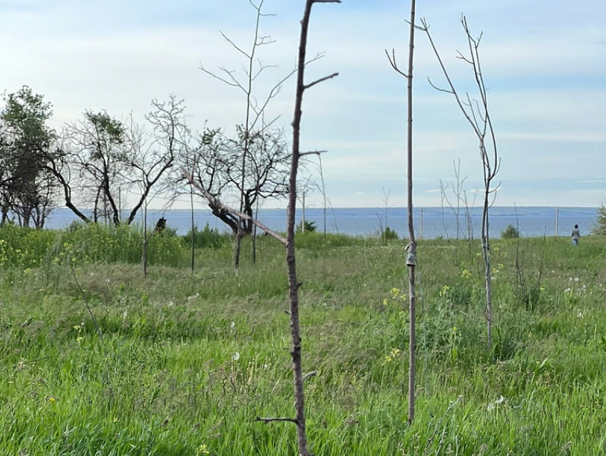 Порядка 5 000 деревьев не прижились в Волгодонске: их сажали вместо срубленных при реконструкции дороги до РоАЭС