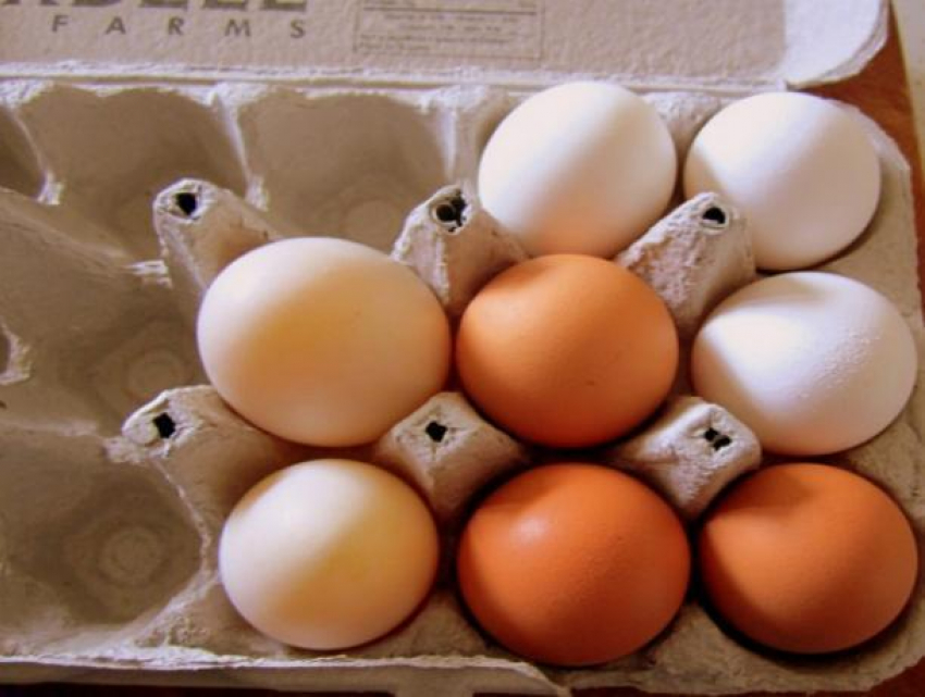 Более 300 грубо нарушающих ветеринарное законодательство яиц конфисковали в гимназии «Шанс» 