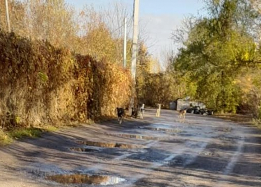 Садоводы в «Машиностроителе» протестуют против введения «налога на бродячих собак»