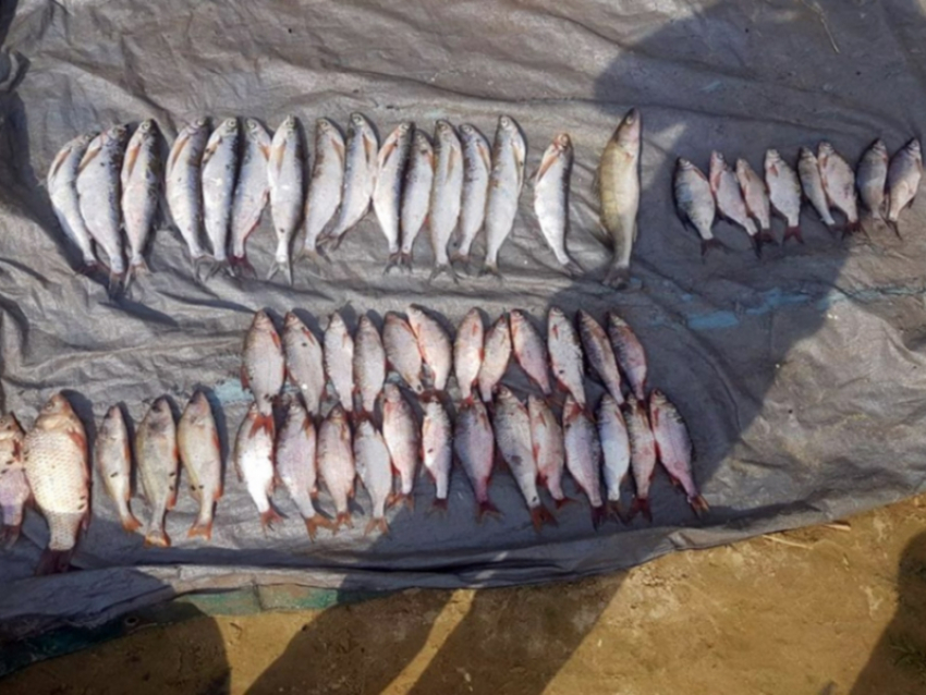 Двум браконьерам грозит до двух лет лишения свободы за вылов рыбы в порту Волгодонска