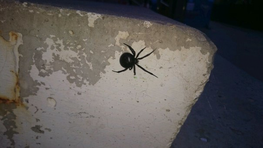 В центре Волгодонска найден смертельно-опасный паук-каракурт