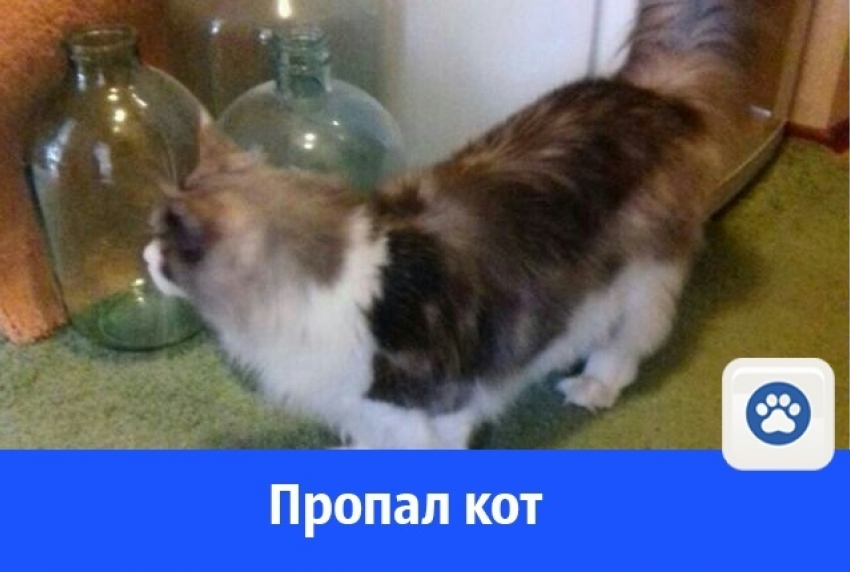 В Волгодонске пропал породистый кот