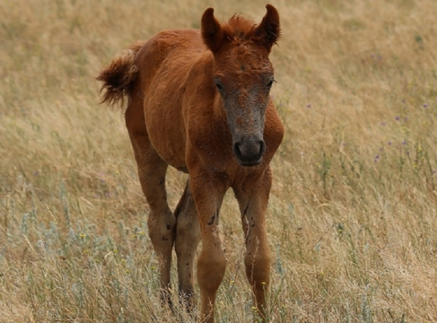 В поисках потерявшегося жеребенка кобыла пробежала пять километров в степях Ростовской области