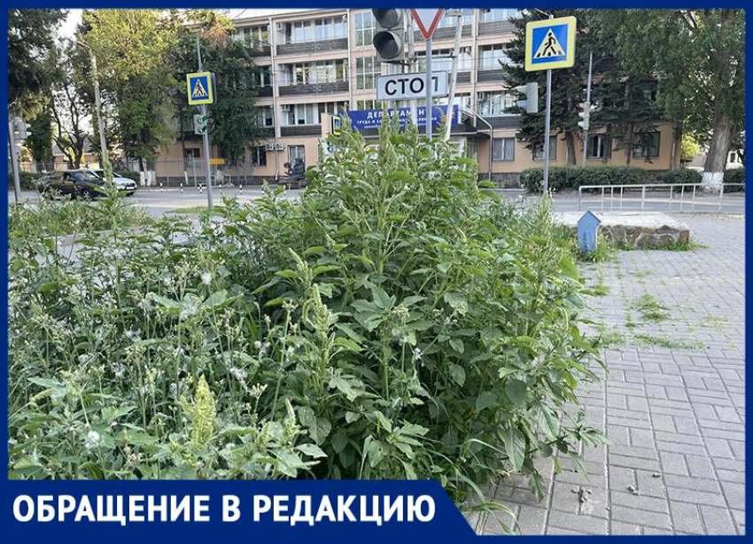 «Мы же задохнемся от цветущей амброзии!»: горожанка требует убрать аллерген с городских улиц