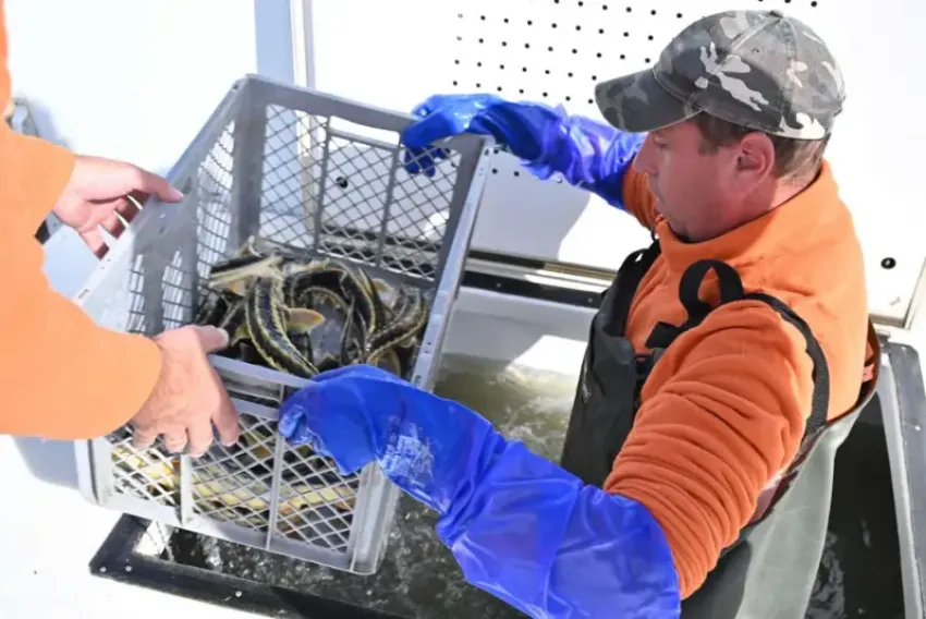 Пруд-охладитель Ростовской АЭС заселили элитными осетрами