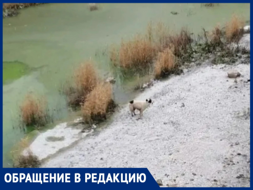 Пятиметровая тюрьма из бетона: волгодонцы боятся гибели собаки в фекальном плену